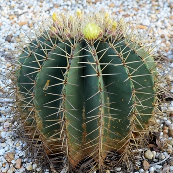 Ferocactus glaucescens - Blue Barrel Cactus