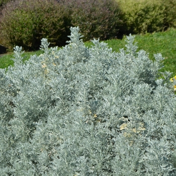 Artemisia ludoviciana - 'Parfum d'Ethiopia' Wormwood