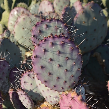 Opuntia macrocentra - Black-Spine Prickly Pear