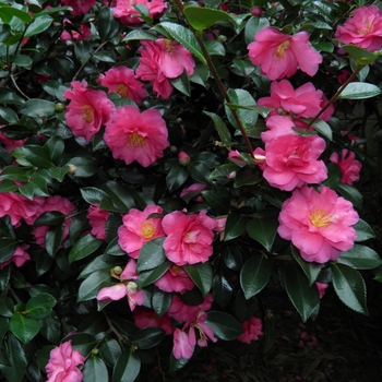 Camellia - 'Shishi'