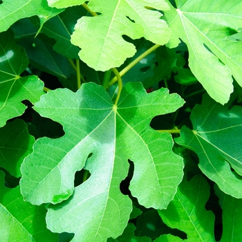 Ficus carica - O'Rourke Fig