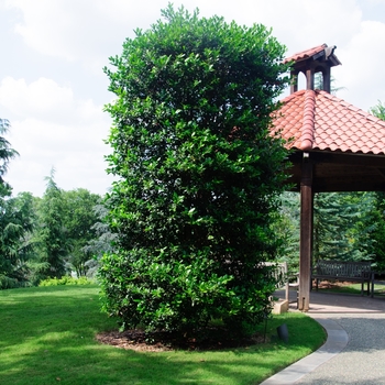 Ilex - Holly 'Nellie R. Stevens'