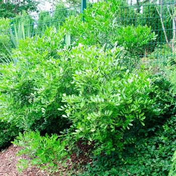 Sophora secundiflora - Texas Mountain Laurel