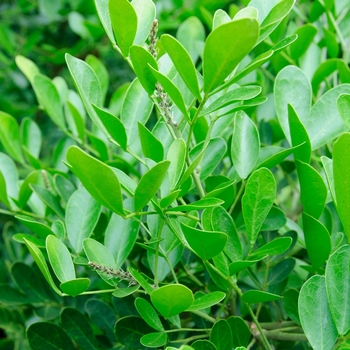 Sophora secundiflora - Texas Mountain Laurel