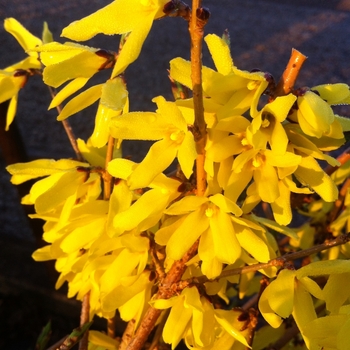 Spectabilis forsythia - Spectabilis Forsythia