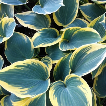 Hosta - 'First Frost' Hosta