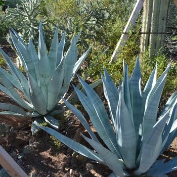 Agave weberi - Weber Agave