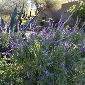 Salvia leucantha - Mexican Bush Sage