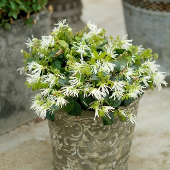 Loropetalum chinense (Chinese Fringe-Flower) - Jazz Hands® 'Dwarf White'