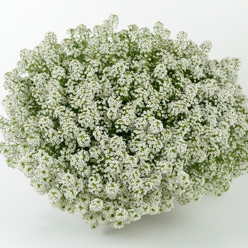 Lobularia - 'Silver White™' Alyssum