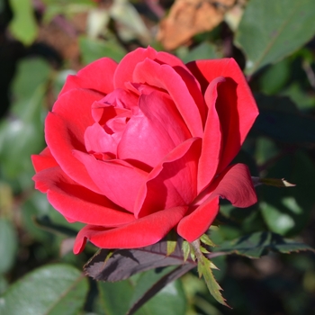 Rose - Rose Knock Out Double Red