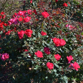 Rosa 'Radrazz' - Rose Knock Out Red