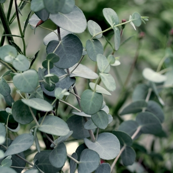 Eucalyptus gunnii - 'Silver Drop' Eucalyptus gunnii - 'Silver Drop'