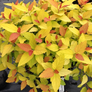 Spiraea japonica (Spirea) - Double Play® 'Candy Corn®'