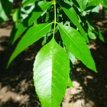 Fraxinus pennsylvanica - Green Ash