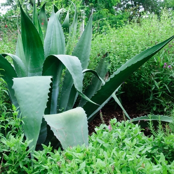 Agave salmiana - 'Green Giant' Giant Agave