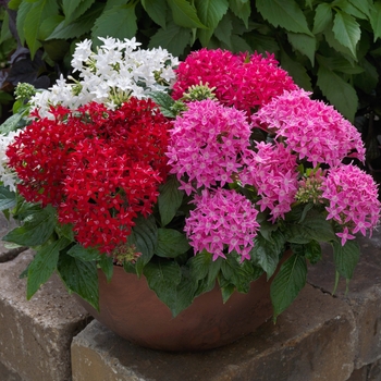 Pentas lanceolata (Starflower) - Pentas