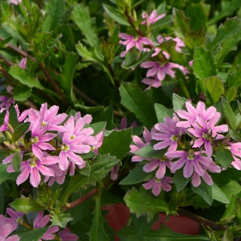 Scaevola - Pink Fan Flower