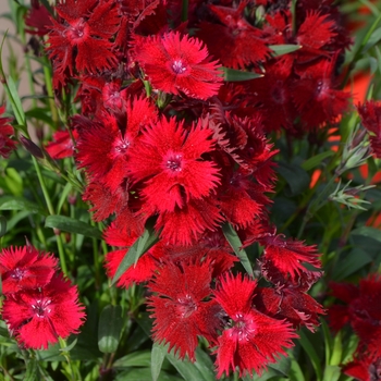 Dianthus (Sweet William) - Rockin' 'Red'