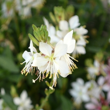 Gaura lindheimeri - 'Graceful White' Gaura lindheimeri - 'Graceful White'
