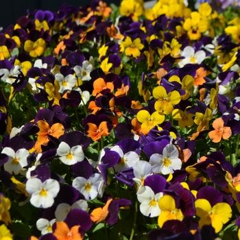 Viola cornuta (Pansy) - Viola