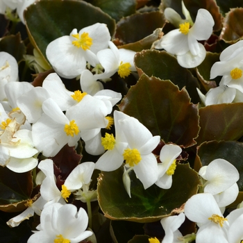 Begonia semperflorens (Wax Begonia) - Cocktail® Whiskey Begonia semperflorens (Wax Begonia) - Cocktail® Whiskey