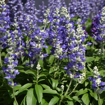 Salvia farinacea (Mealycup Sage) - Farina® 'Blue Bicolor'