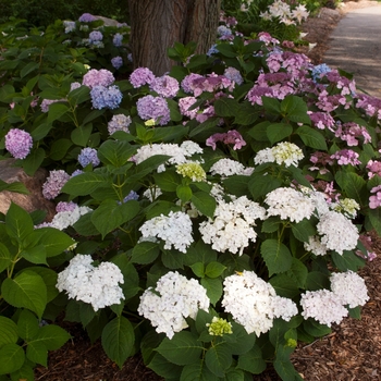 Hydrangea macrophylla - 'Blushing Bride' Big Leaf Hydrangea