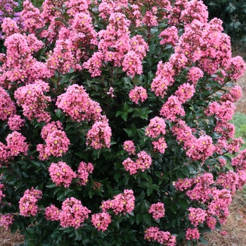 Lagerstroemia - 'Coral Magic' Crapemyrtle