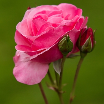 Rosa (Shrub Rose) - Easy Elegance® 'Grandma's Blessing' Rosa (Shrub Rose) - Easy Elegance® 'Grandma's Blessing'