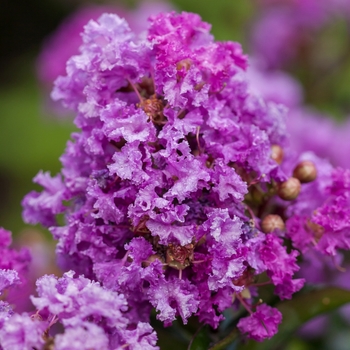 Lagerstroemia - 'Purple Magic' Crapemyrtle