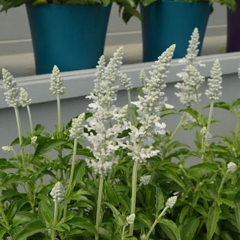 Salvia farinacea (Mealycup Sage) - Sallyfun&trade; 'Pure White'