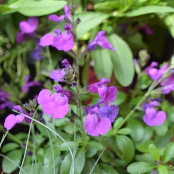 Salvia greggii (Sage) - Mirage™ 'Violet'