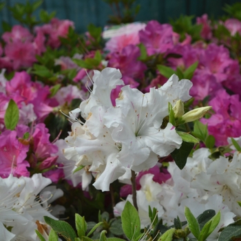 Rhododendron (Azalea) - Encore&reg; 'Autumn Lily&reg;'