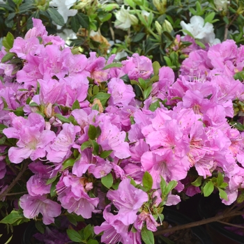 Rhododendron (Azalea) - Encore® 'Autumn Lilac®' Rhododendron (Azalea) - Encore® 'Autumn Lilac®'
