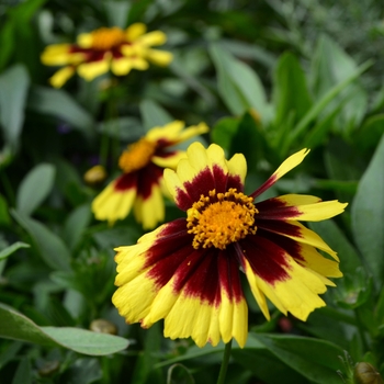 Coreopsis (Tickseed) - UpTick ''Yellow Red''