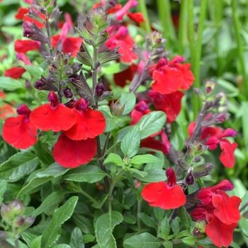 Salvia greggii (Sage) - Mirage™ 'Cherry Red'