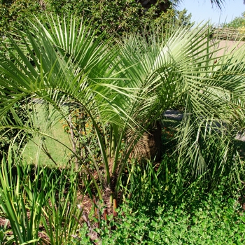 Butia capitata - Pindo Palm