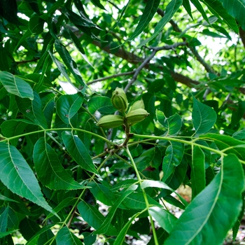 Carya illinoinensis - 'Choctaw' Hardy Pecan