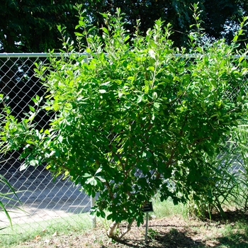 Ilex decidua - Holly Possum Haw