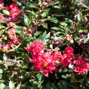 Lagerstroemia - 'Cherry Dazzle®' Crapemyrtle