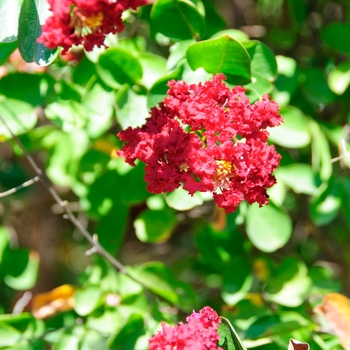 Lagerstroemia indica - 'Siren Red&reg;' Crape Myrtle