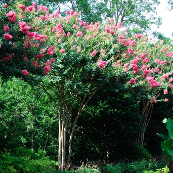 Lagerstroemia indica x fauriei - Crape Myrtle 'Tuscarora'