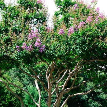 Lagerstroemia indica - 'Catawba' Crape Myrtle