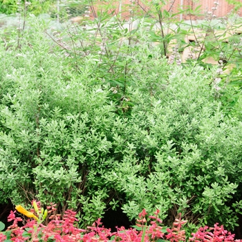 Leucophyllum frutescens - 'Silverado' Texas Sage