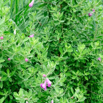 Leucophyllum frutescens - 'Green Cloud' Texas Sage