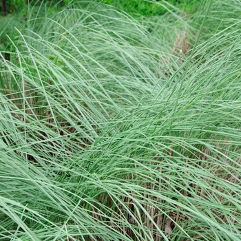 Muhlenbergia lindheimeri - Muhly Grass