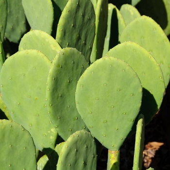 Opuntia cacanapa - Spineless Prickly Pear