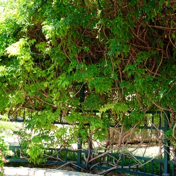 Millettia reticulata - Summer Vine Wisteria