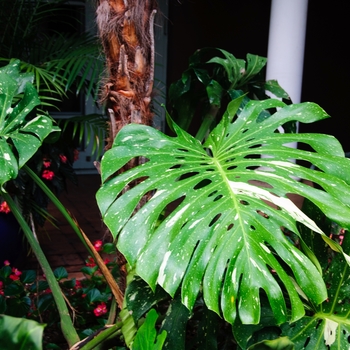 Monstera deliciosa - 'Cheesecake' Variegated Split-leaf Philodendron Monstera deliciosa - 'Cheesecake' Variegated Split-leaf Philodendron